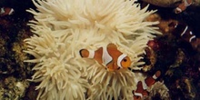 Payaso en anemona (Amphiprion ocellaris)