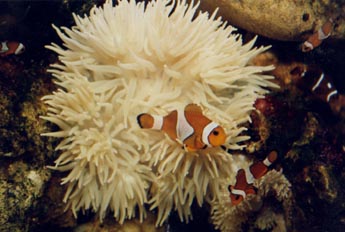 Payaso en anemona (Amphiprion ocellaris)