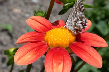 Junonia sp.