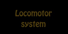 Locomotor System