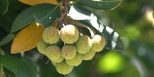 Madroño - Fruto (Arbutus unedo)