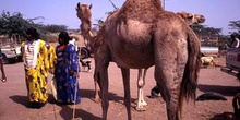 Mercado de camellos en Bayt al Faqih, Yemen