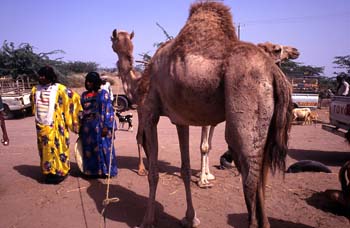 Mercado de camellos en Bayt al Faqih, Yemen