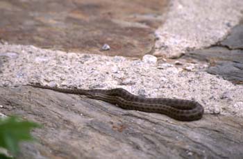 Culebra lisa europea (Coronella austriaca)