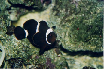 Pez payaso (Premnas biaculeatus)