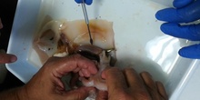 Diseccion calamar 2020
