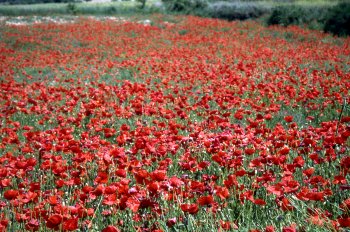 Campo de amapolas