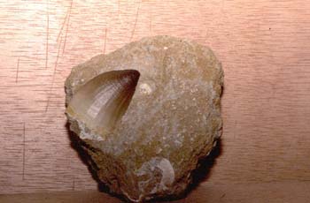 Diente de Mosoasaurio sp. (Reptil) Cretácico