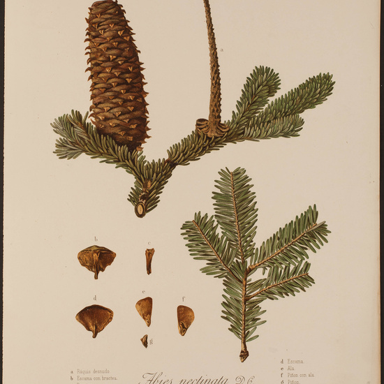 IES_CARDENALCISNEROS_HERBARIO_044