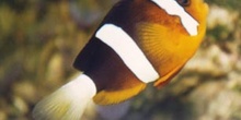 Pez payaso (Amphiprion clarckii)