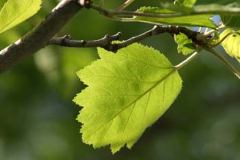 Acerolo rojo (Crataegus mollis)