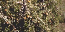 Enebro de miera (Juniperus oxycedrus)