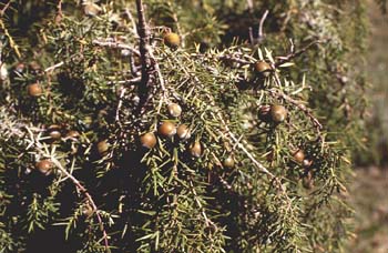 Enebro de miera (Juniperus oxycedrus)