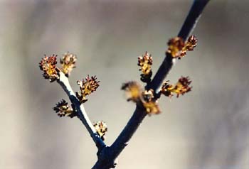 Fresno de hoja estrecha - Flor (Fraxinus angustifolia)