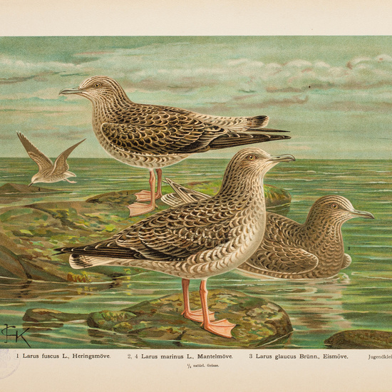 IES_CARDENALCISNEROS_AVES_LAMINAS_108