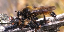 Mosca depredadora Laphria flava (Linnaeus, 1761)