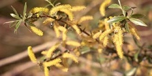 Sauce blanco - Flores masc. (Salix alba)