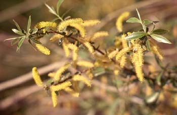Sauce blanco - Flores masc. (Salix alba)