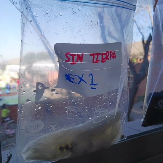 2019_05_El huerto del cole no para...CEIP FDLR_Las Rozas 7