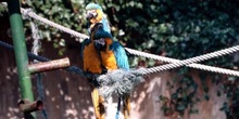 Guacamayo azul y amarillo