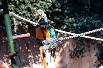 Guacamayo azul y amarillo