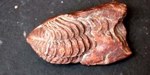 Neseuretus tristani (Trilobites) Ordovícico