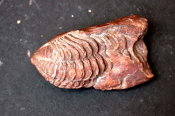 Neseuretus tristani (Trilobites) Ordovícico
