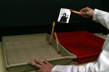 Pasando el papel al baño de paro