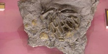 Crinoideo
