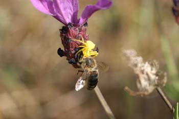 Araña cangrejo amarilla (Thomisus onustus)
