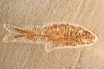 Knigthia eocenica (Pez) Eoceno