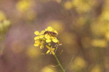 Avispa portasierra (Tenthredo arcuata)