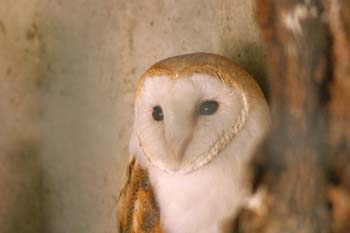 Lechuza común (Tyto alba)