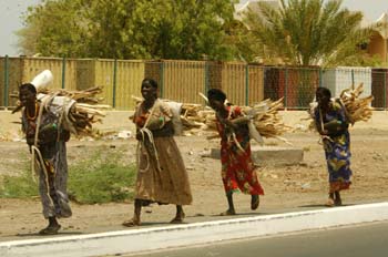 Mujeres transportando madera, Rep. de Djibouti, áfrica