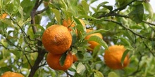 Naranjo amargo (Citrus aurantium)