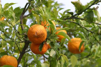 Naranjo amargo (Citrus aurantium)