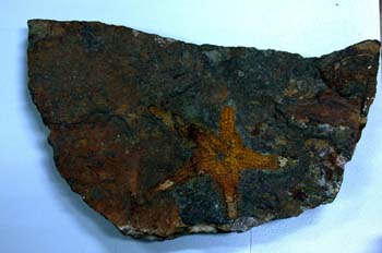 Asteroides (Asteroideo) Ordovícico