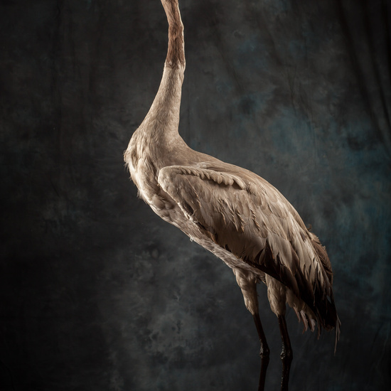 IES_SANISIDRO_BIOLOGIA_295