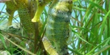 Caballito de mar (Hippocampus kudda)
