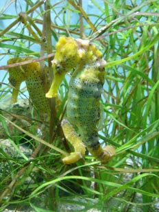 Caballito de mar (Hippocampus kudda)