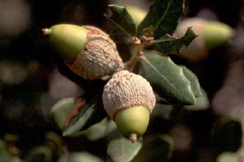 Encina - Bellota (Quercus ilex)