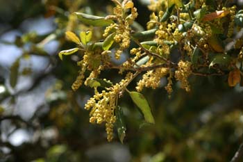 Alcornoque - Flor masc. (Quercus suber)