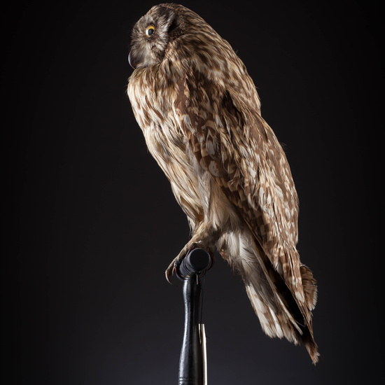 IES_SANISIDRO_MUSEO_Aves_056