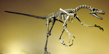 Dromaeosaurus (Dinosauria, Theropoda), Museo del Jurásico de Ast