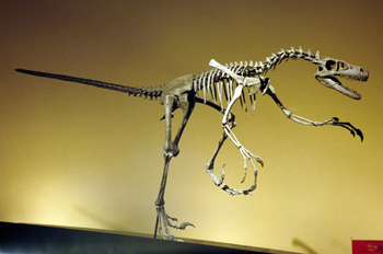 Dromaeosaurus (Dinosauria, Theropoda), Museo del Jurásico de Ast