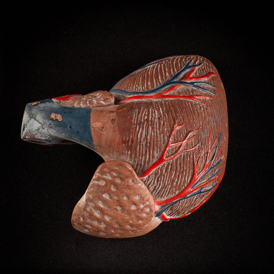 IES_ISABELLACATOLICA_ANATOMIA_057