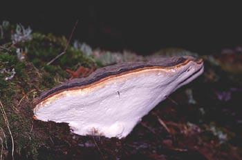 Yesquero aplanado (Ganoderma applanatum)