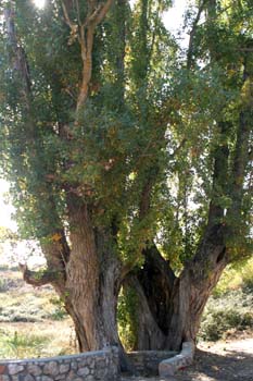 álamo negro - Porte (Populus nigra)