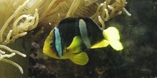 Pez payaso (Amphiprion bicintus)