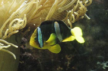 Pez payaso (Amphiprion bicintus)